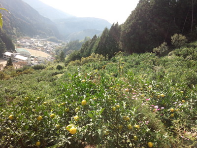 IMG_20141026_093543.jpg